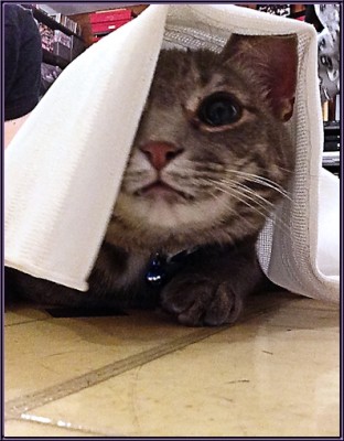 Clyde the grey tabby peeking out from under a sheet